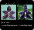 P. Lioulin Blue Pheasant x Lioulin Blue Parrot